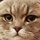 Карпов Михаил Алексеевич's avatar